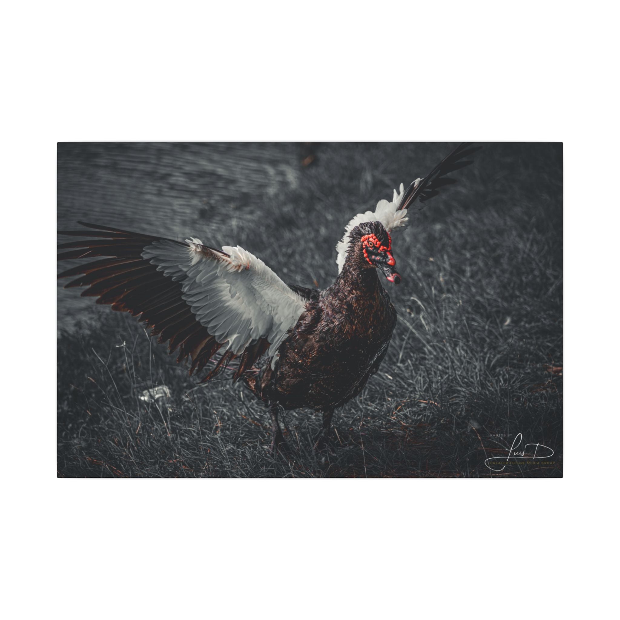 Dark Farmhouse Canvas Print — Moody Muscovy Duck Wall Art