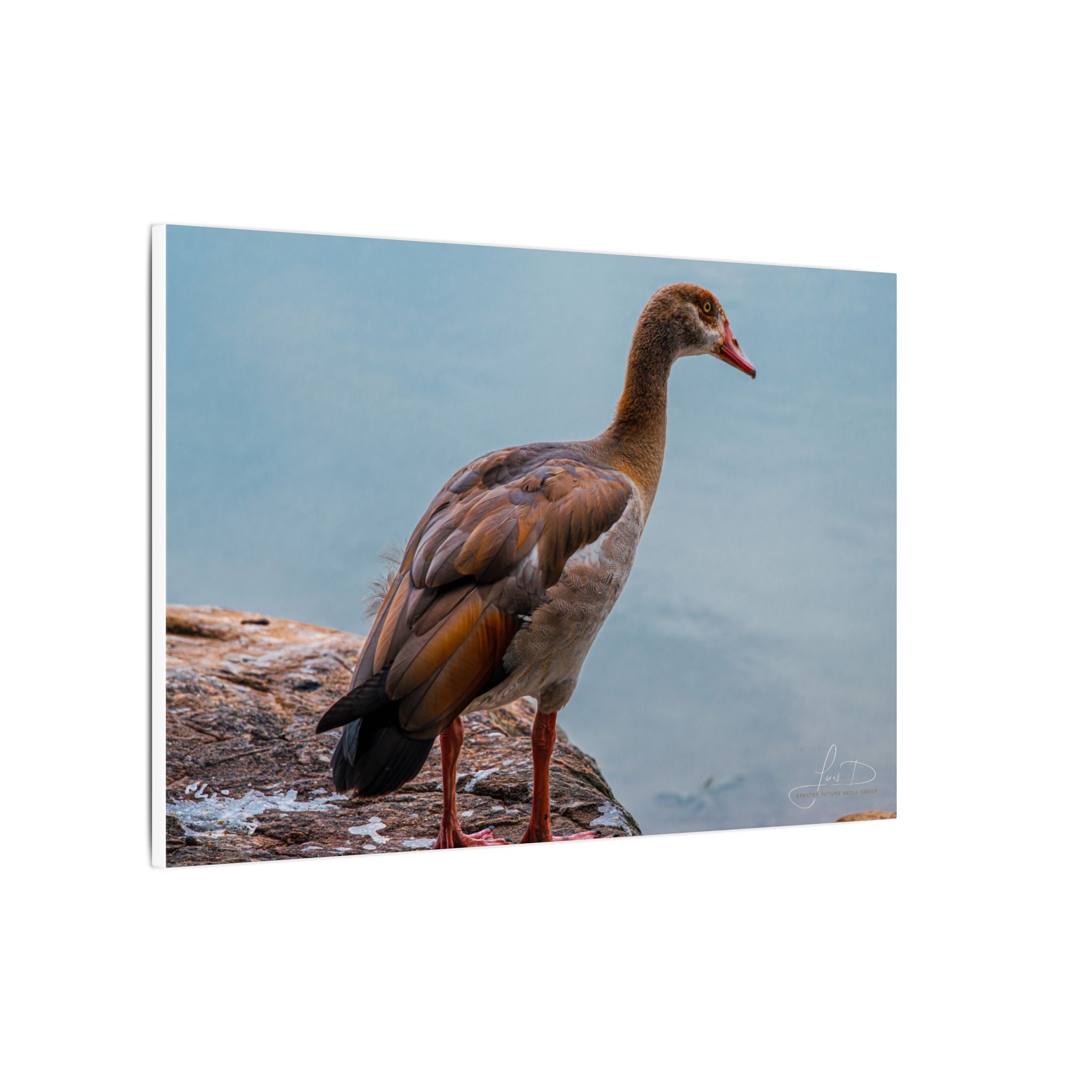 Goose Canvas Wall Art — Matte Stretched Nature Print