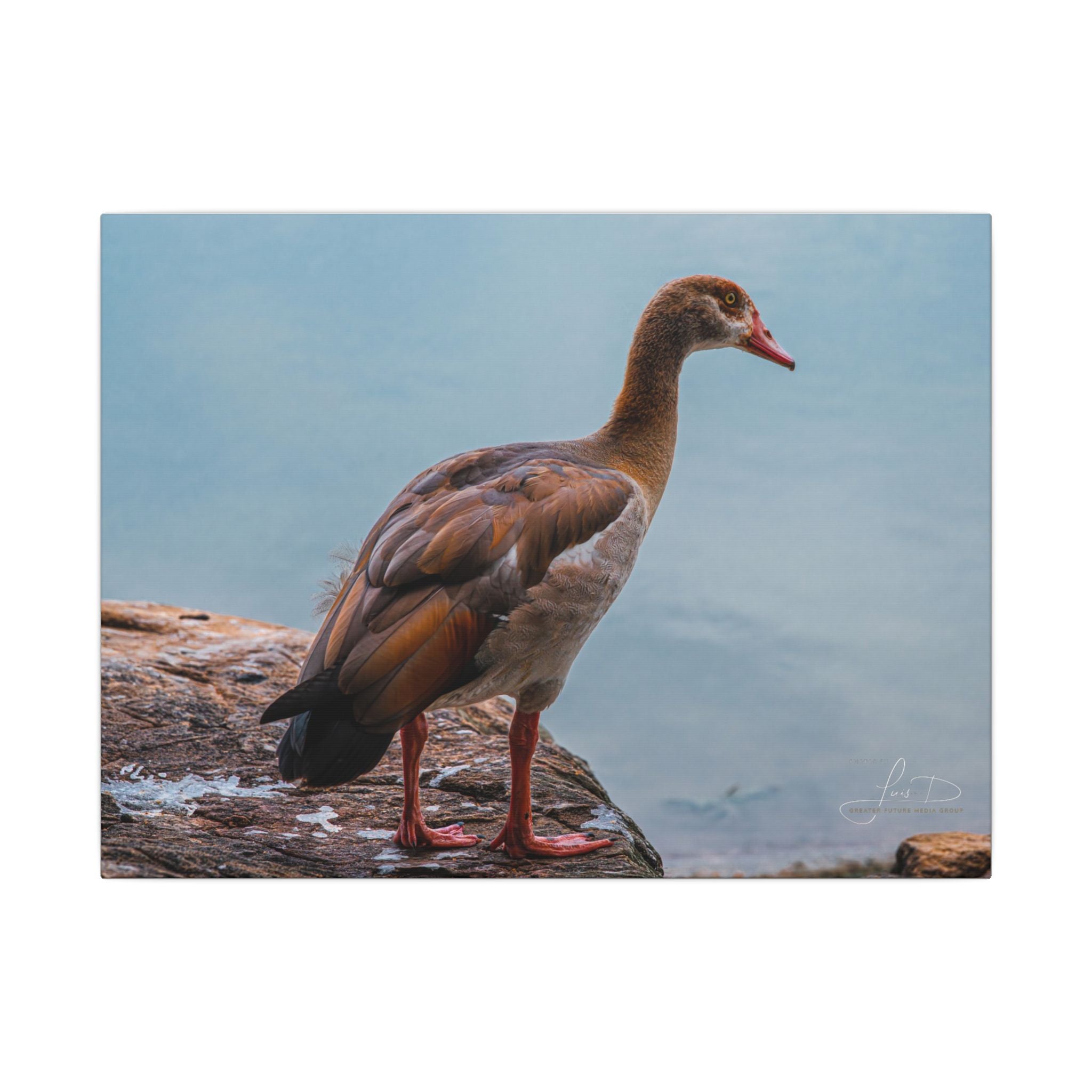 Goose Canvas Wall Art — Matte Stretched Nature Print