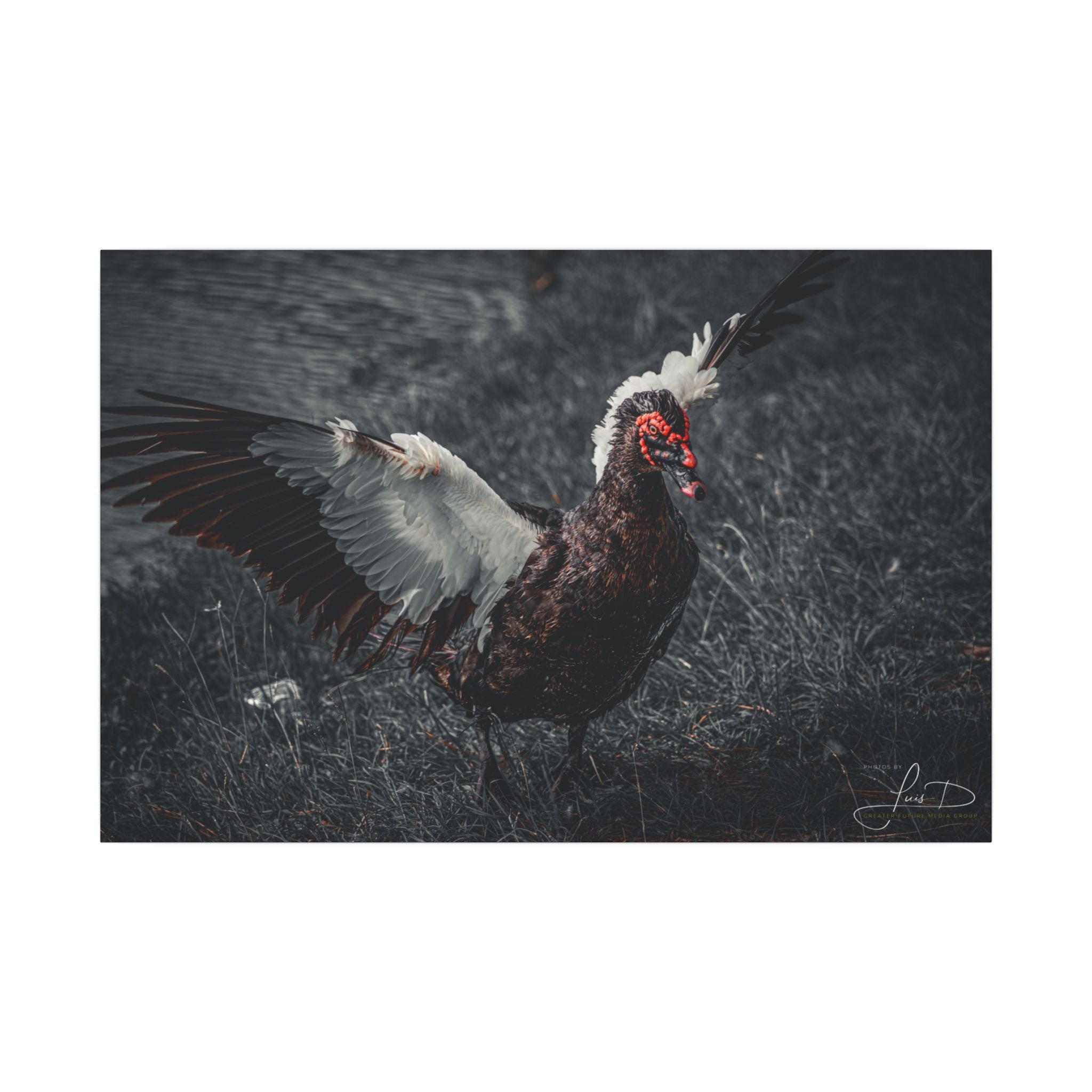 Dark Farmhouse Canvas Print — Moody Muscovy Duck Wall Art