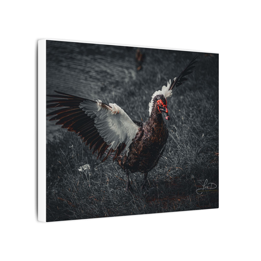 Dark Farmhouse Canvas Print — Moody Muscovy Duck Wall Art