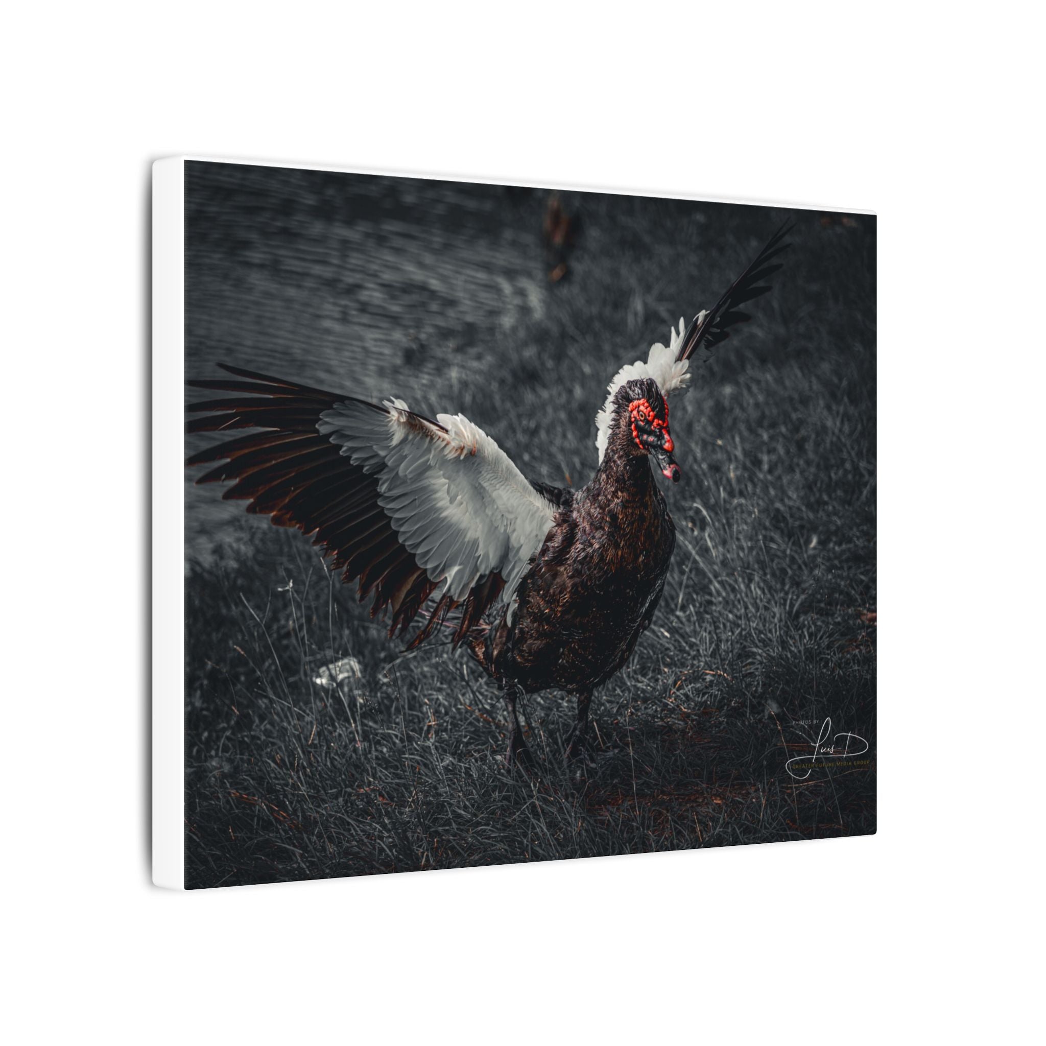 Dark Farmhouse Canvas Print — Moody Muscovy Duck Wall Art