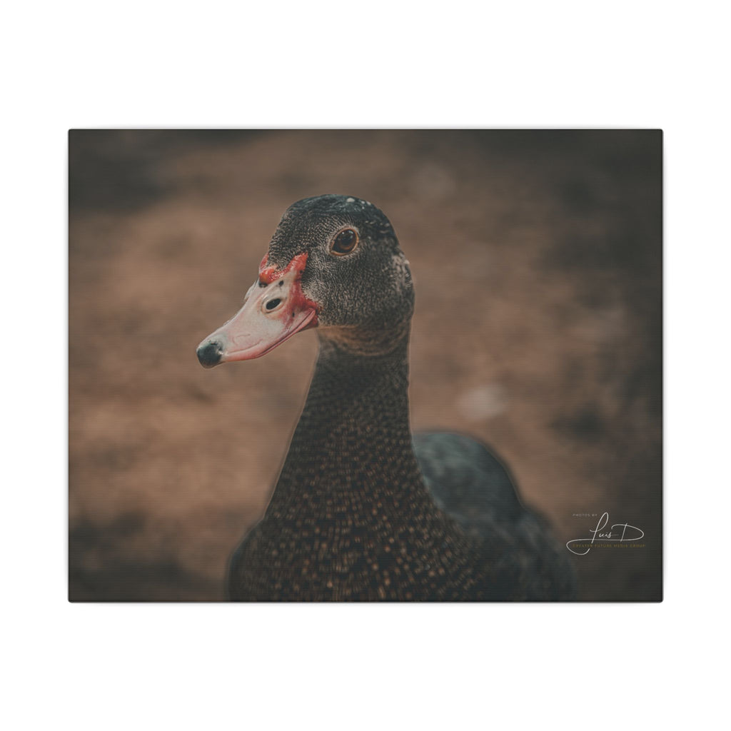 Muscovy Duck Portrait Matte Canvas Wall Art