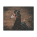 Muscovy Duck Portrait Matte Canvas Wall Art