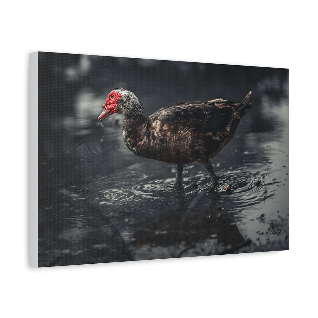 Muscovy Duck Matte Canvas Print — Moody Wildlife Photography Wall Art