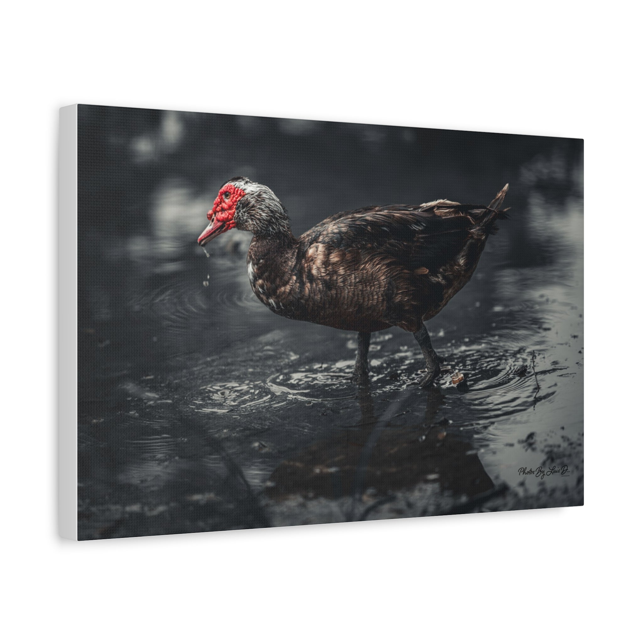 Muscovy Duck Matte Canvas Print — Moody Wildlife Photography Wall Art