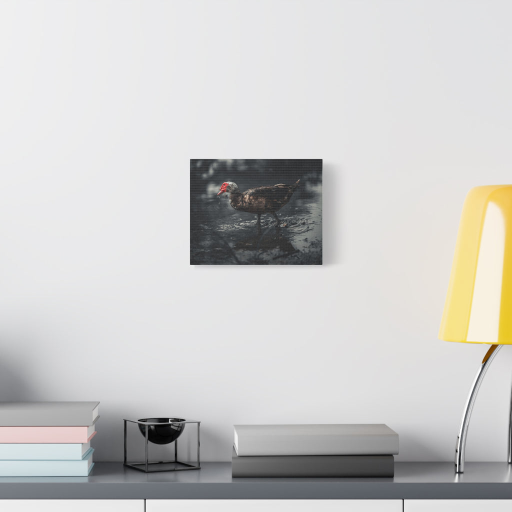Muscovy Duck Matte Canvas Print — Moody Wildlife Photography Wall Art
