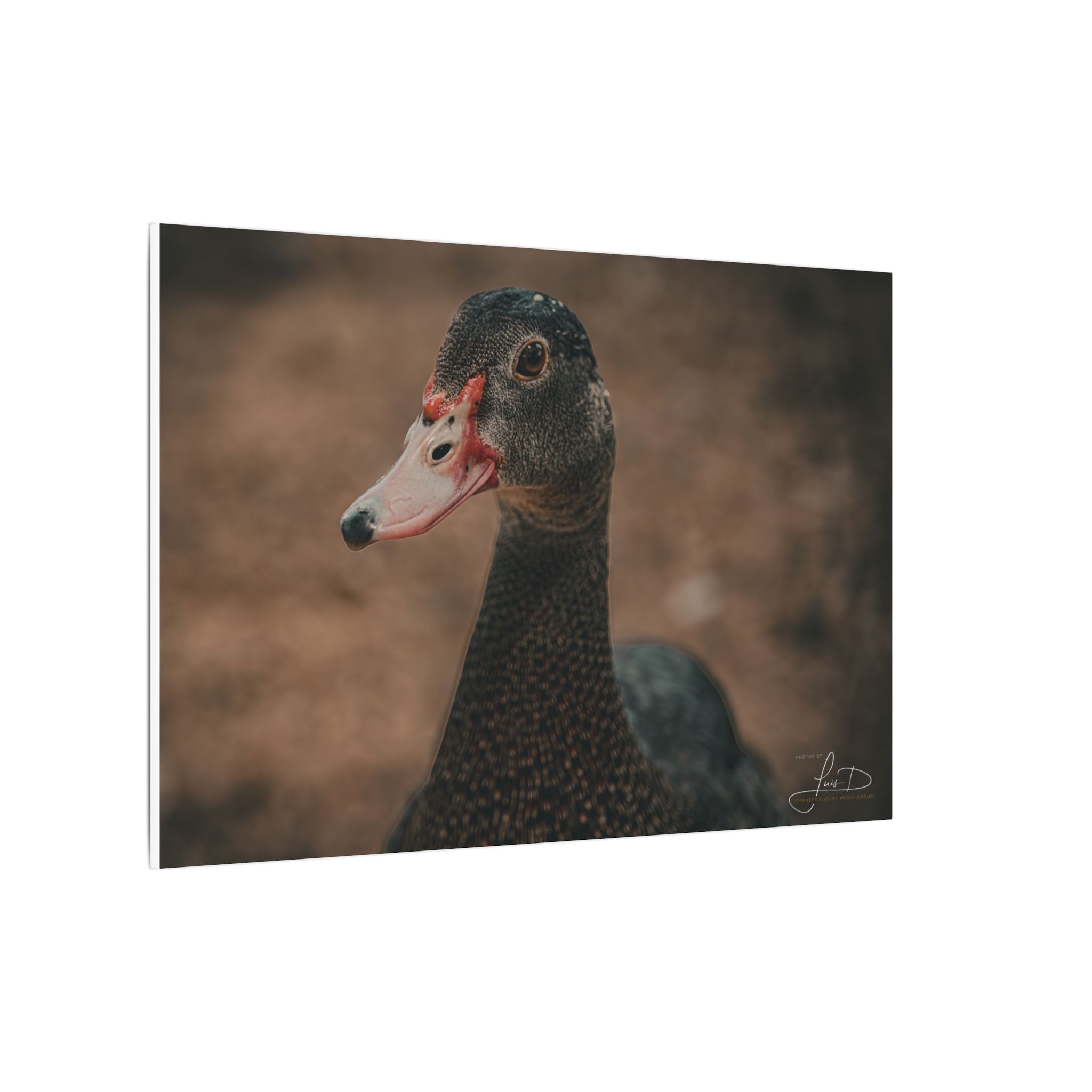 Muscovy Duck Portrait Matte Canvas Wall Art
