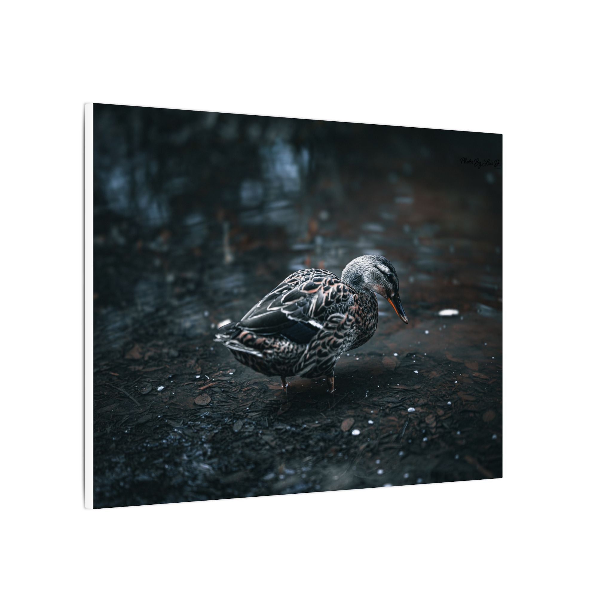 Matte Canvas Print - Moody Duck Photography Wall Art