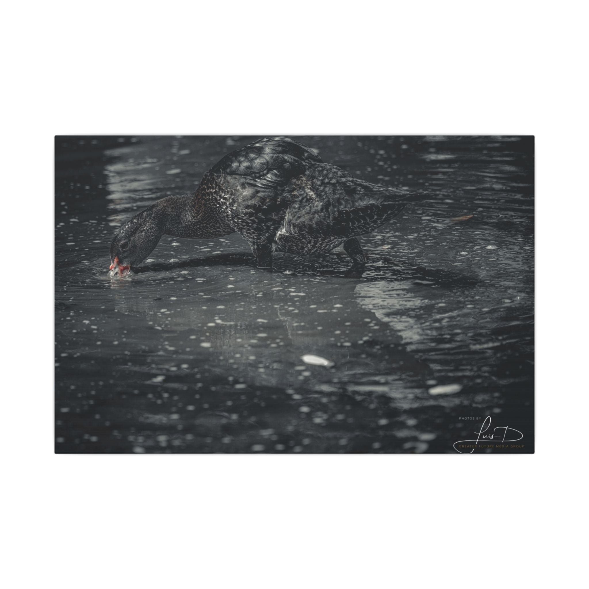 Black Duck Matte Canvas Print — Moody Wildlife Wall Art