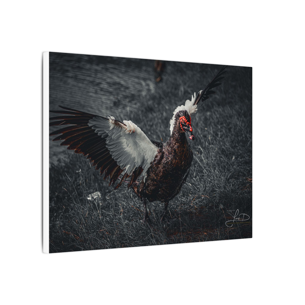 Dark Farmhouse Canvas Print — Moody Muscovy Duck Wall Art