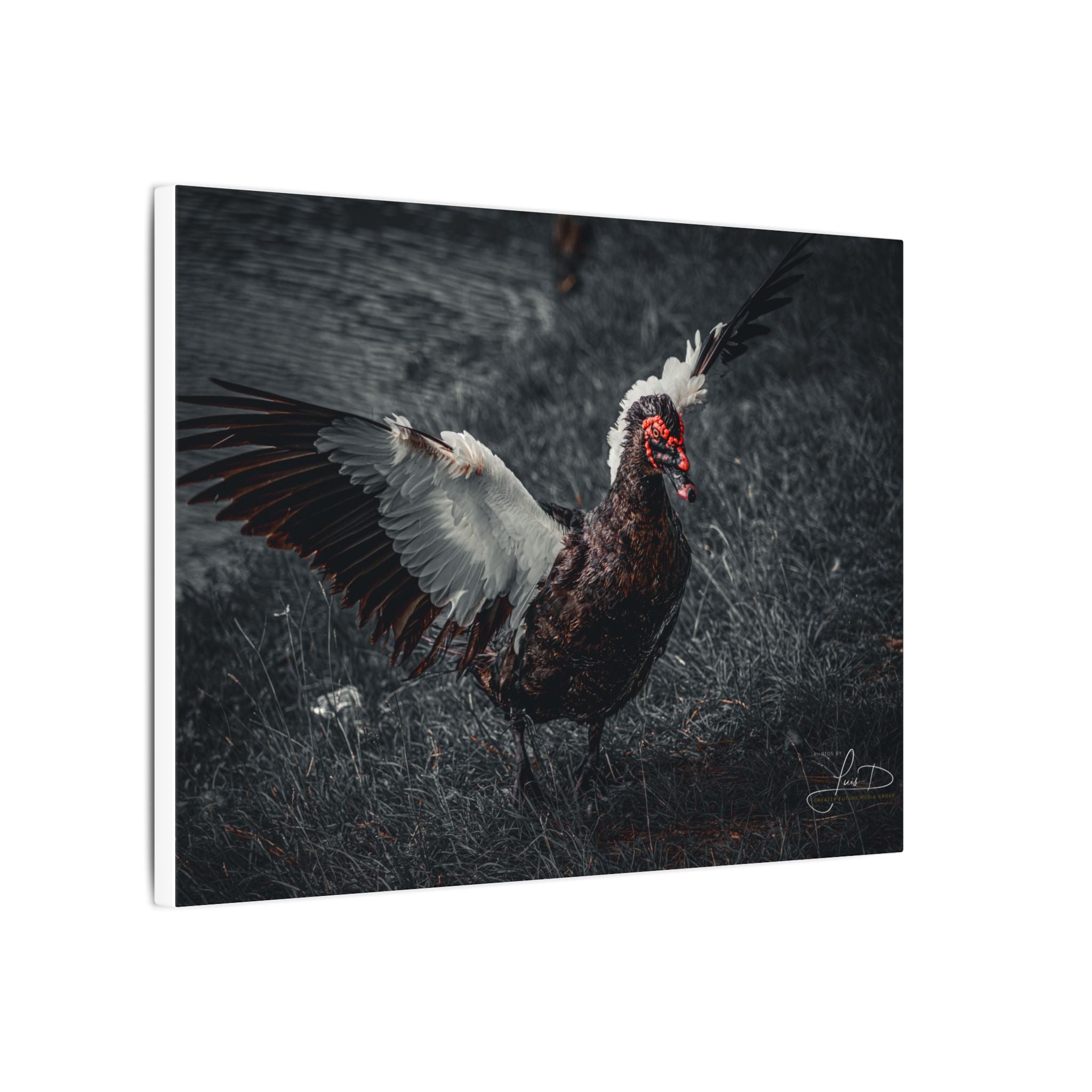 Dark Farmhouse Canvas Print — Moody Muscovy Duck Wall Art