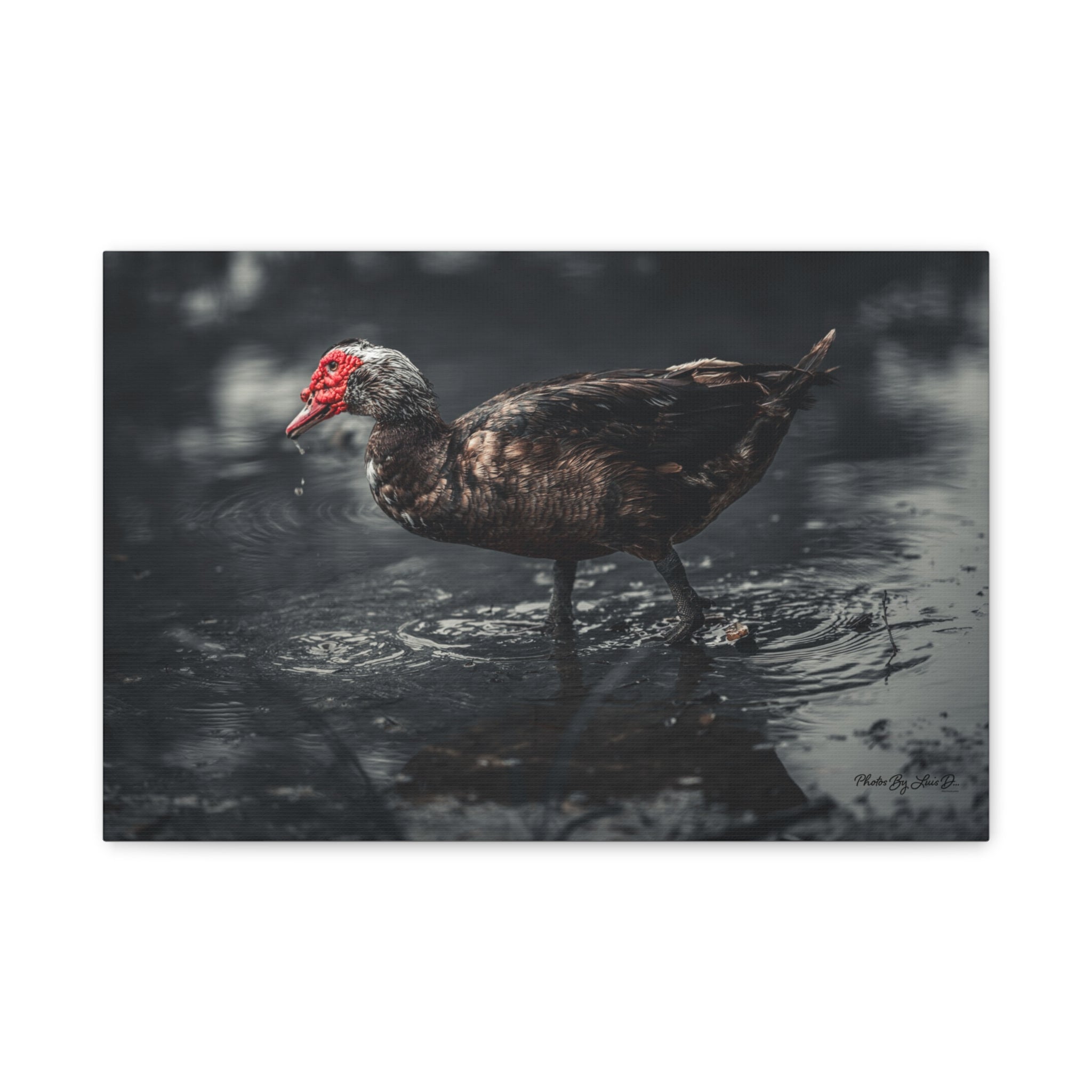 Muscovy Duck Matte Canvas Print — Moody Wildlife Photography Wall Art