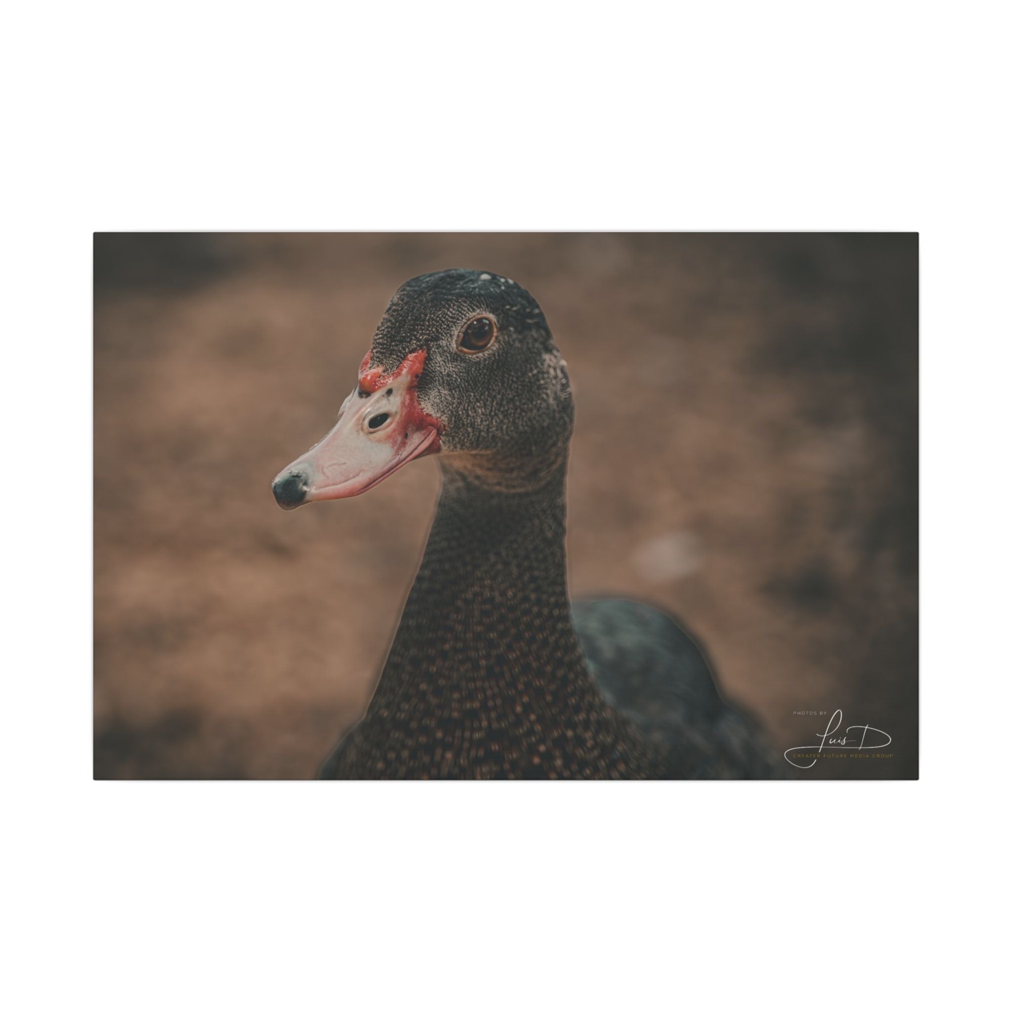 Muscovy Duck Portrait Matte Canvas Wall Art