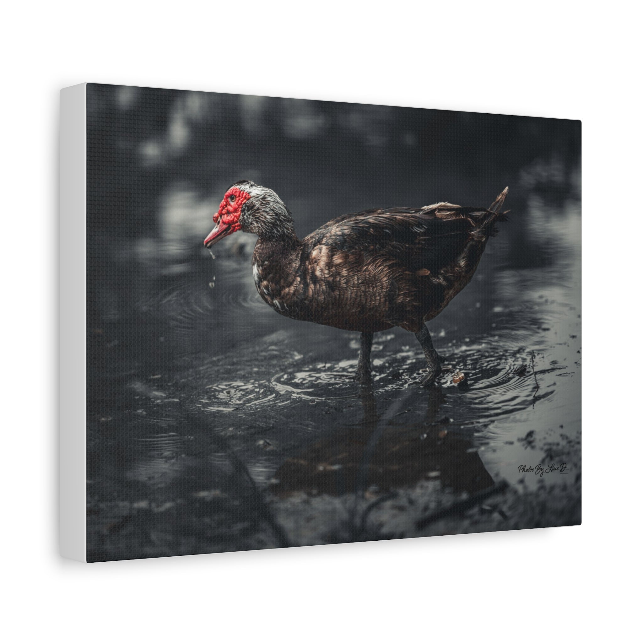 Muscovy Duck Matte Canvas Print — Moody Wildlife Photography Wall Art