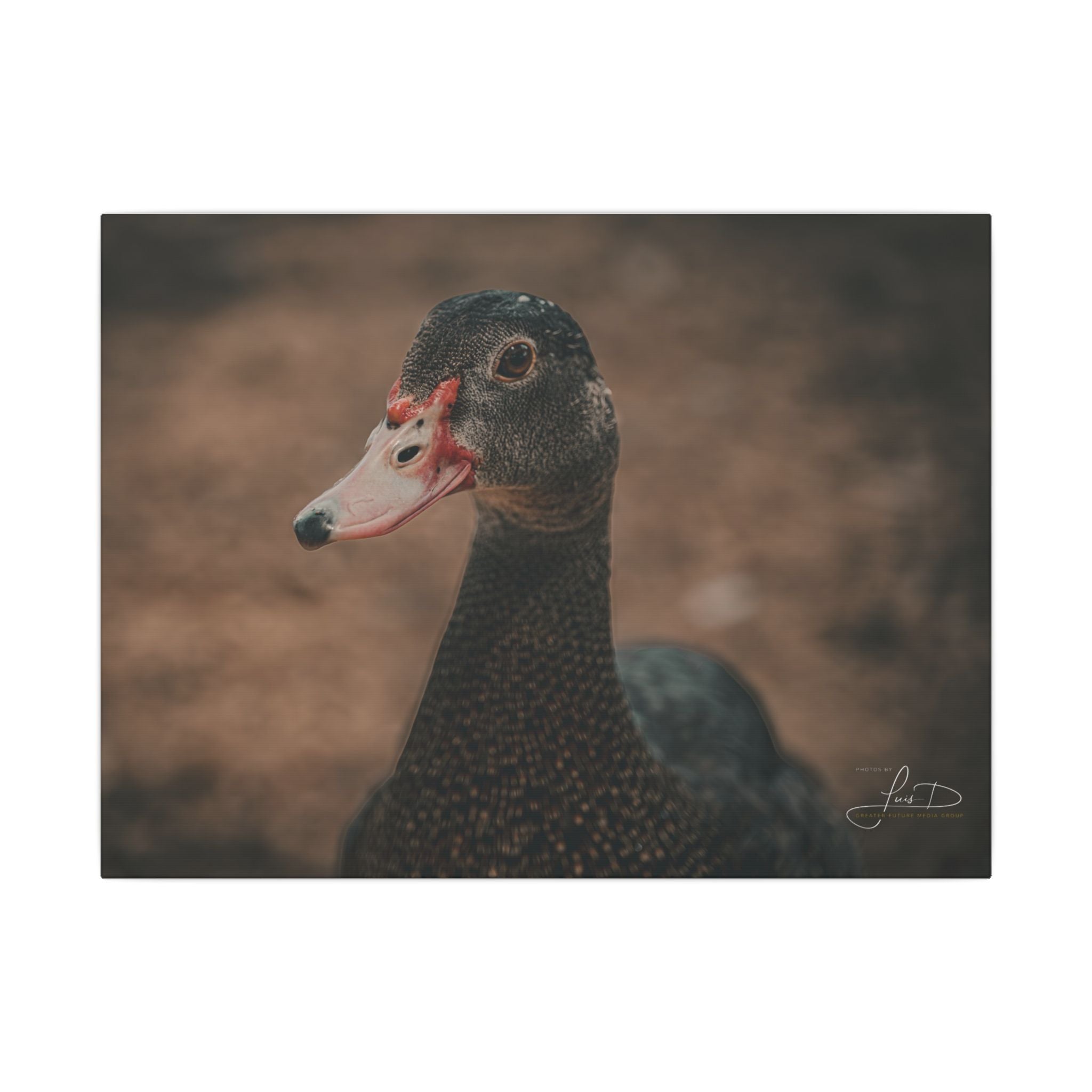Muscovy Duck Portrait Matte Canvas Wall Art