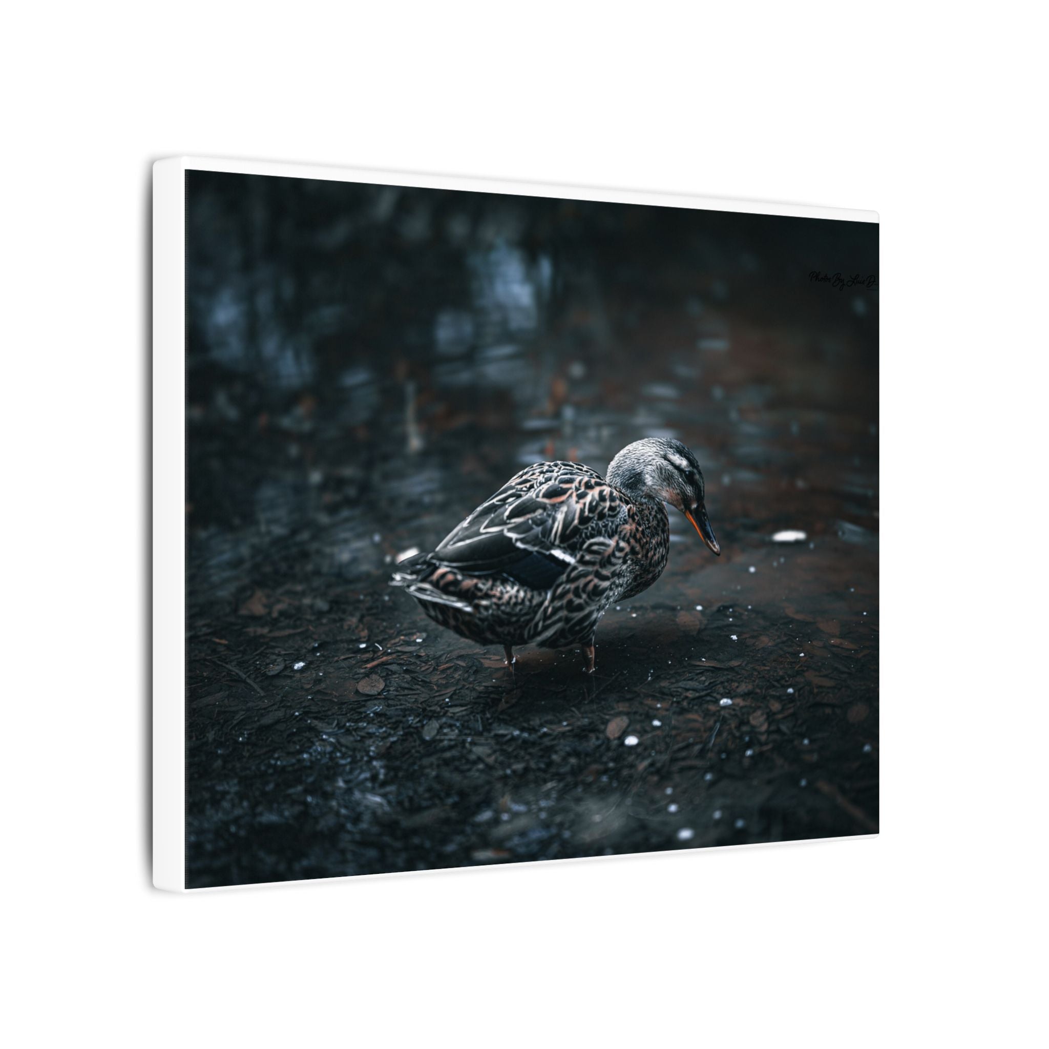 Matte Canvas Print - Moody Duck Photography Wall Art