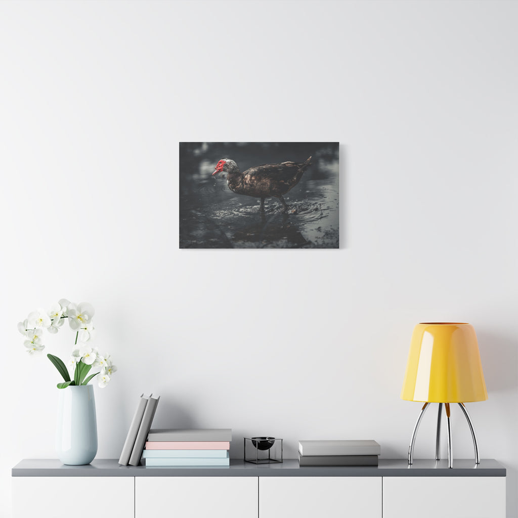 Muscovy Duck Matte Canvas Print — Moody Wildlife Photography Wall Art