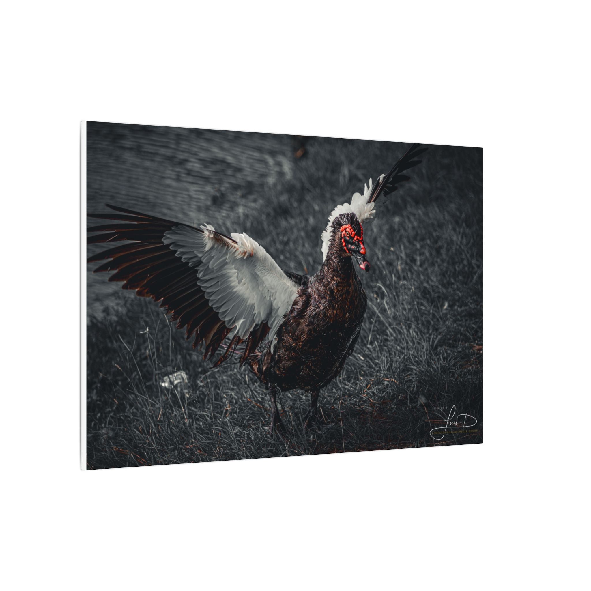 Dark Farmhouse Canvas Print — Moody Muscovy Duck Wall Art