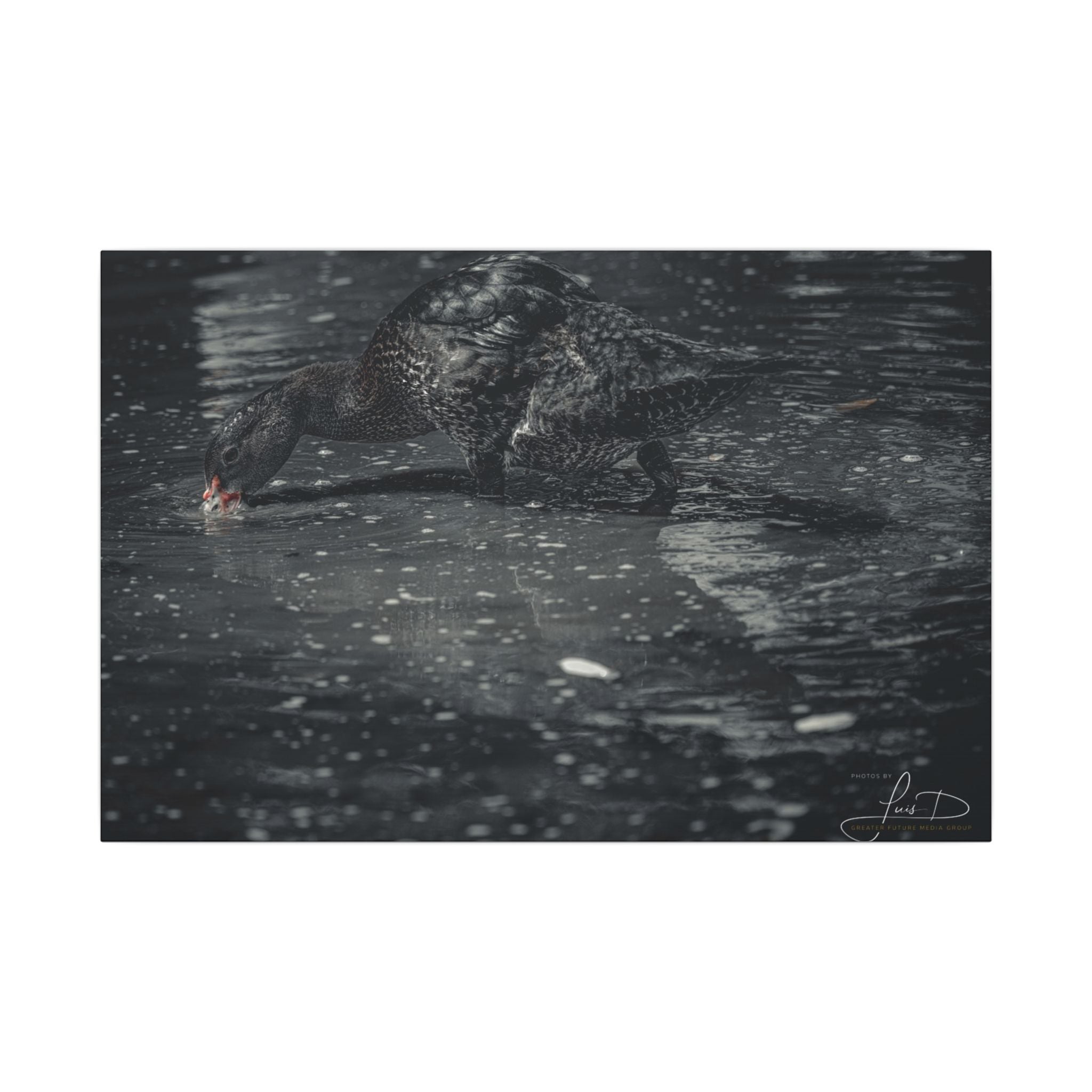 Black Duck Matte Canvas Print — Moody Wildlife Wall Art