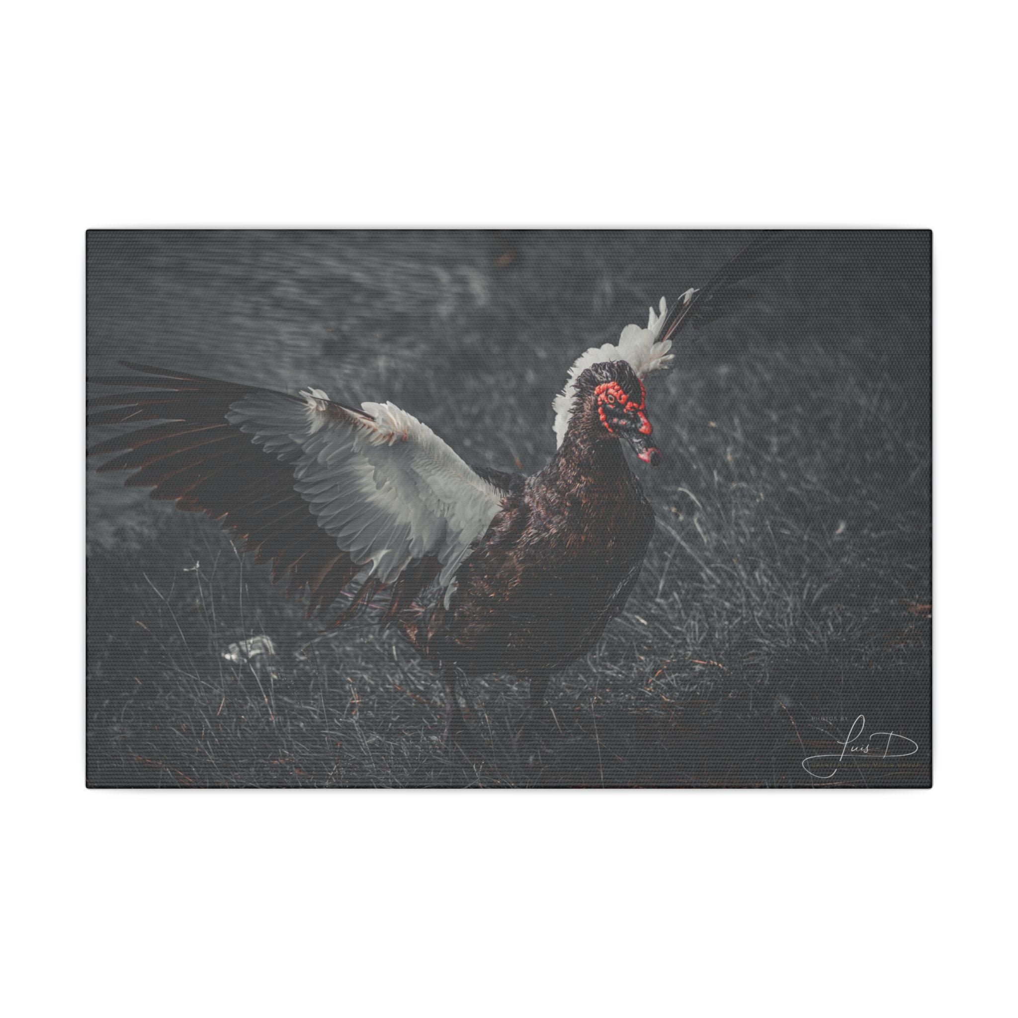 Dark Farmhouse Canvas Print — Moody Muscovy Duck Wall Art