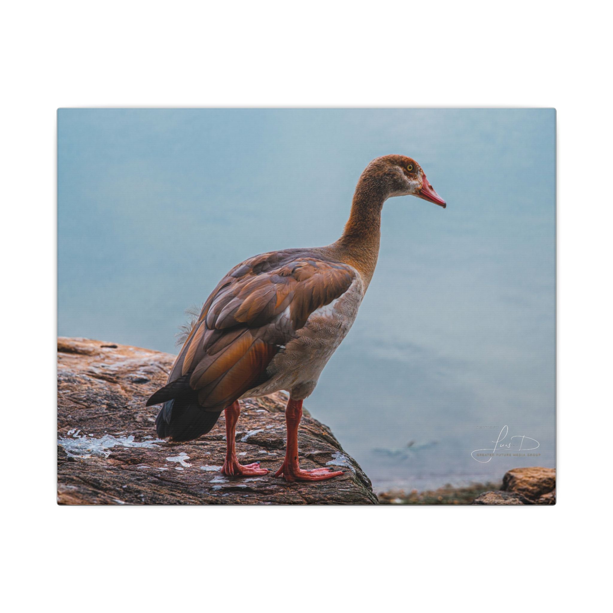 Goose Canvas Wall Art — Matte Stretched Nature Print
