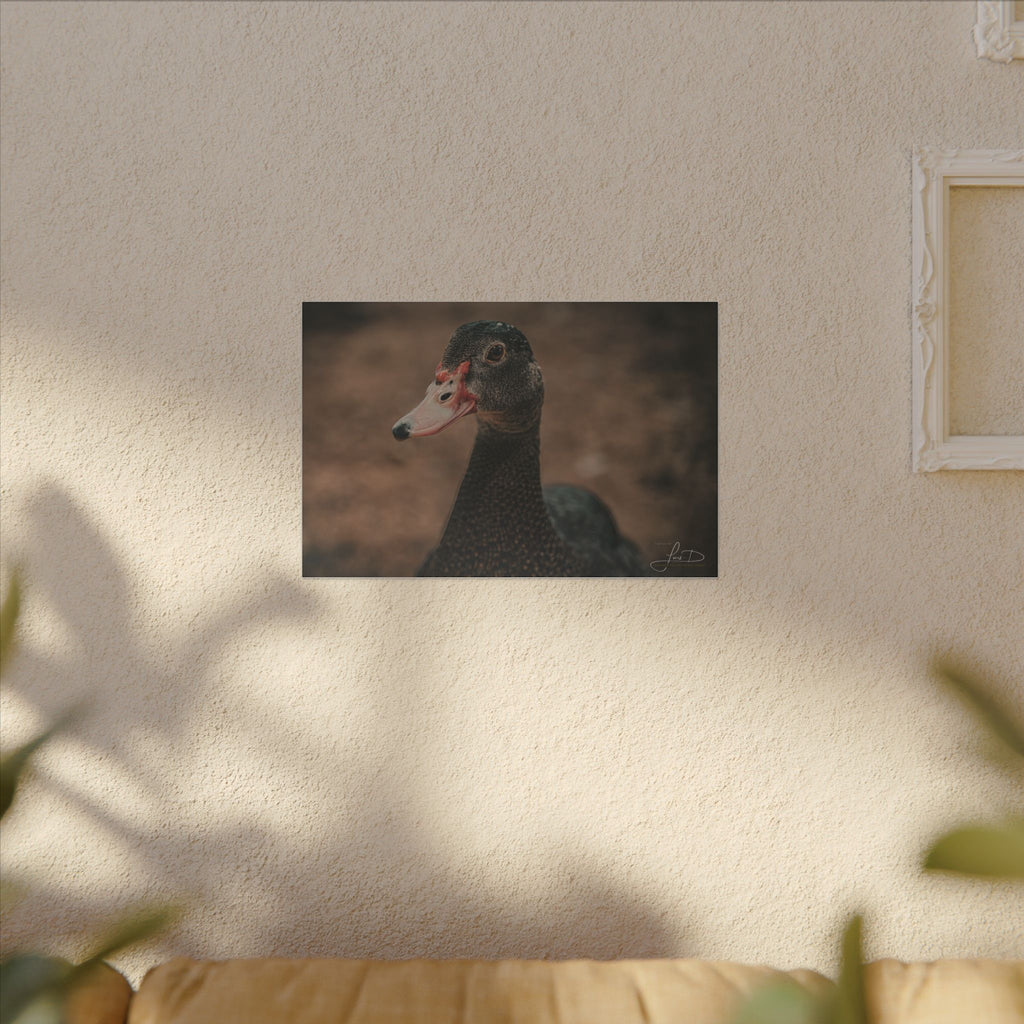 Muscovy Duck Portrait Matte Canvas Wall Art