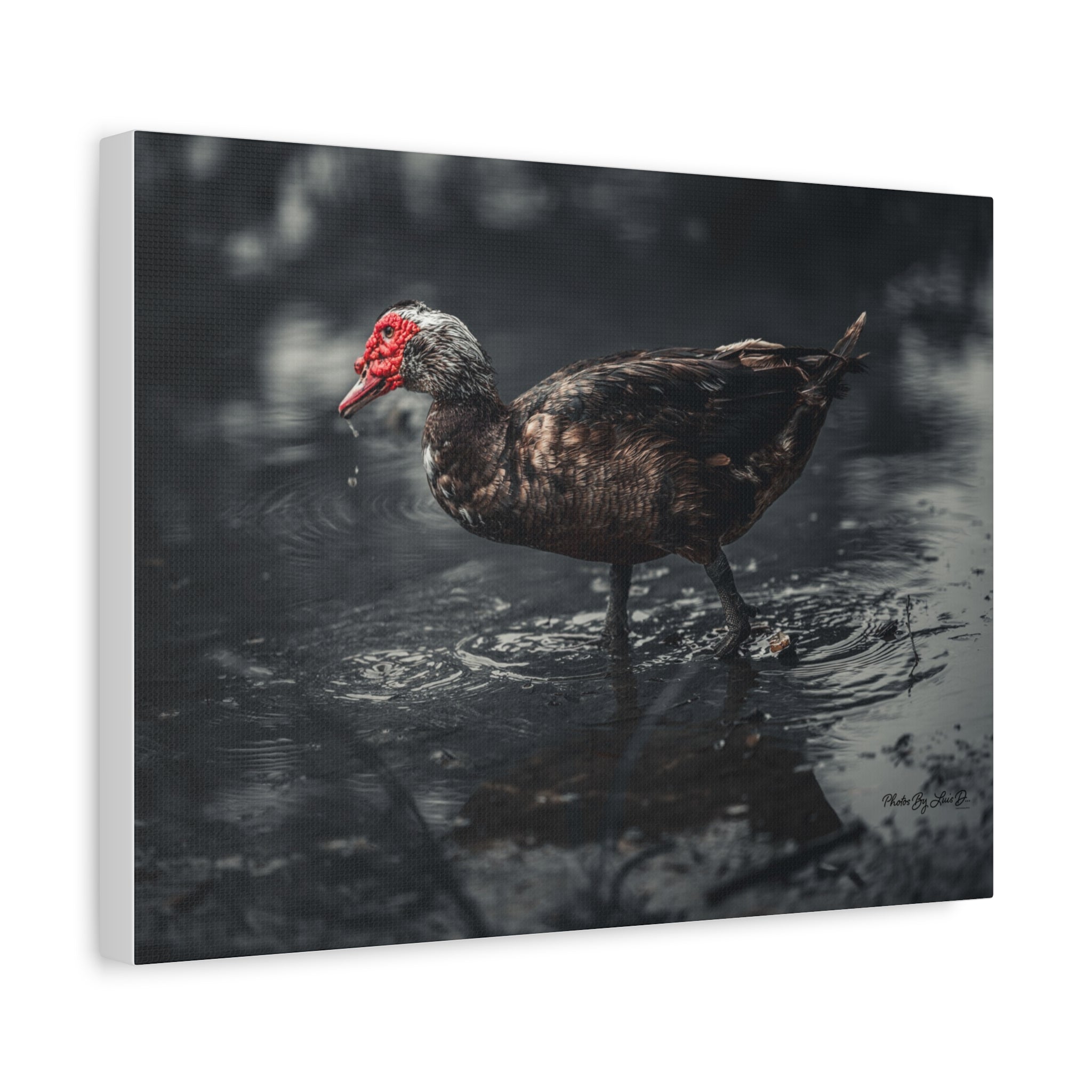 Muscovy Duck Matte Canvas Print — Moody Wildlife Photography Wall Art