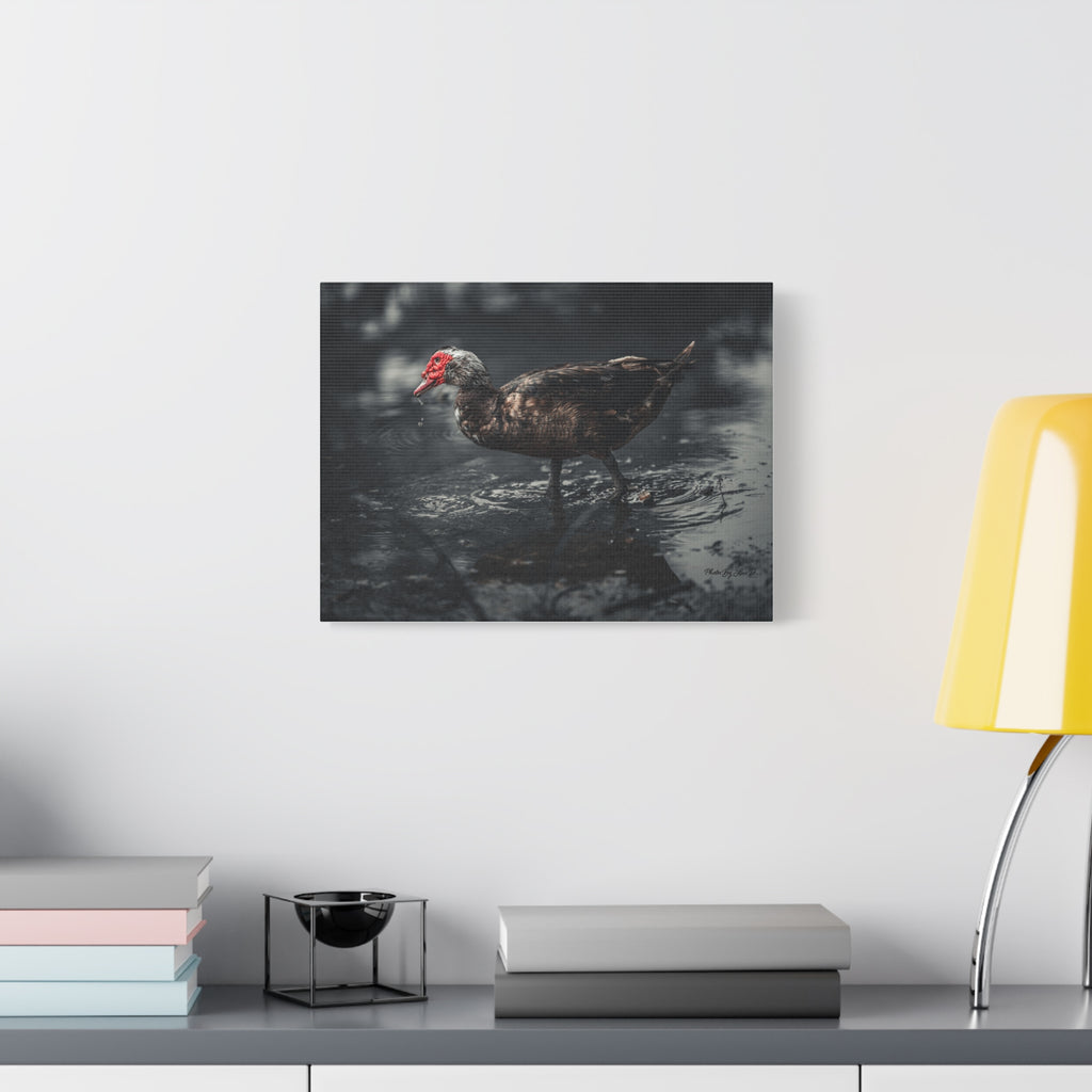 Muscovy Duck Matte Canvas Print — Moody Wildlife Photography Wall Art