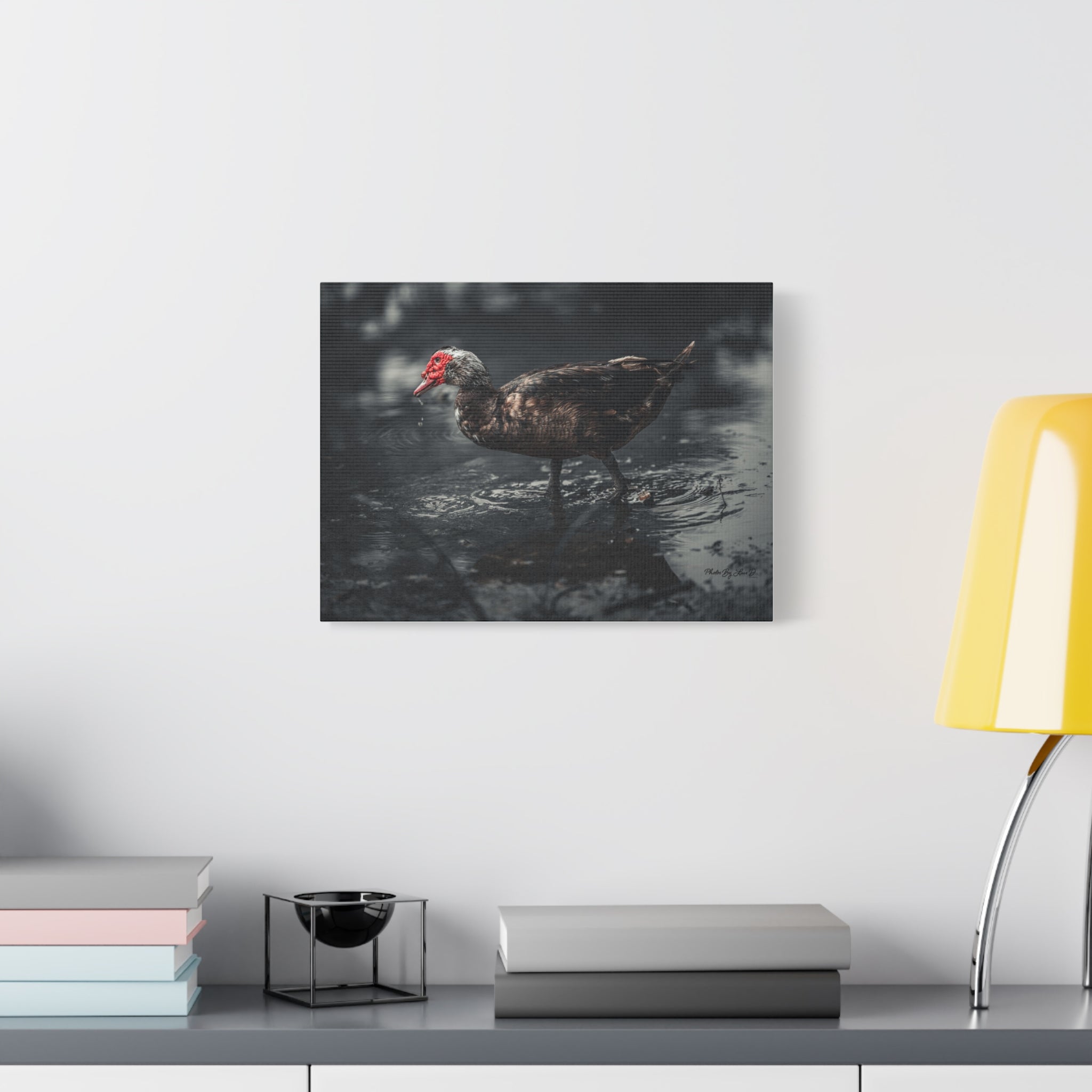 Muscovy Duck Matte Canvas Print — Moody Wildlife Photography Wall Art