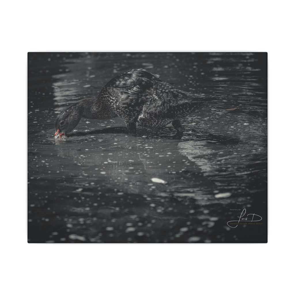 Black Duck Matte Canvas Print — Moody Wildlife Wall Art