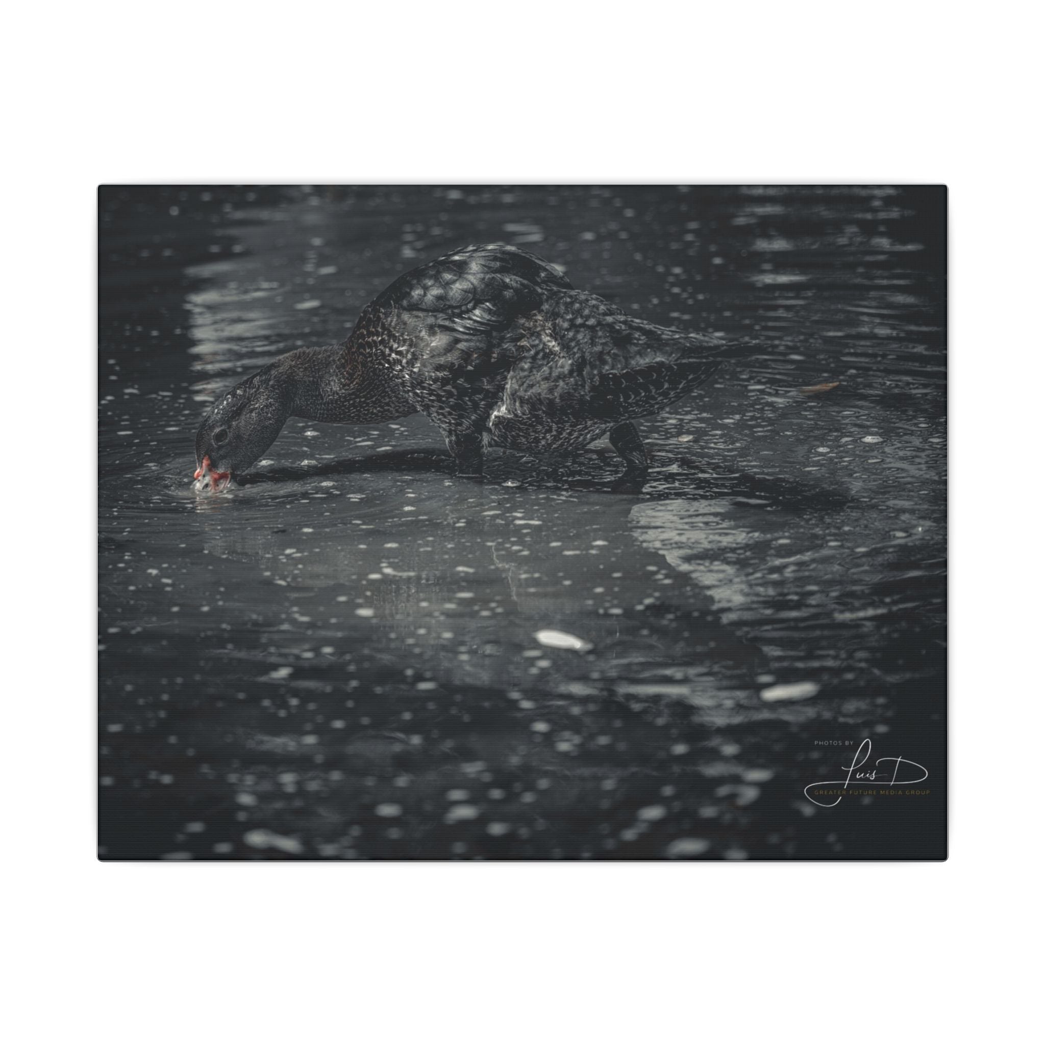 Black Duck Matte Canvas Print — Moody Wildlife Wall Art