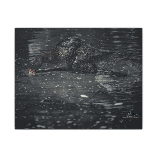 Black Duck Matte Canvas Print — Moody Wildlife Wall Art