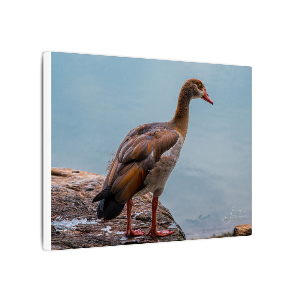 Goose Canvas Wall Art — Matte Stretched Nature Print