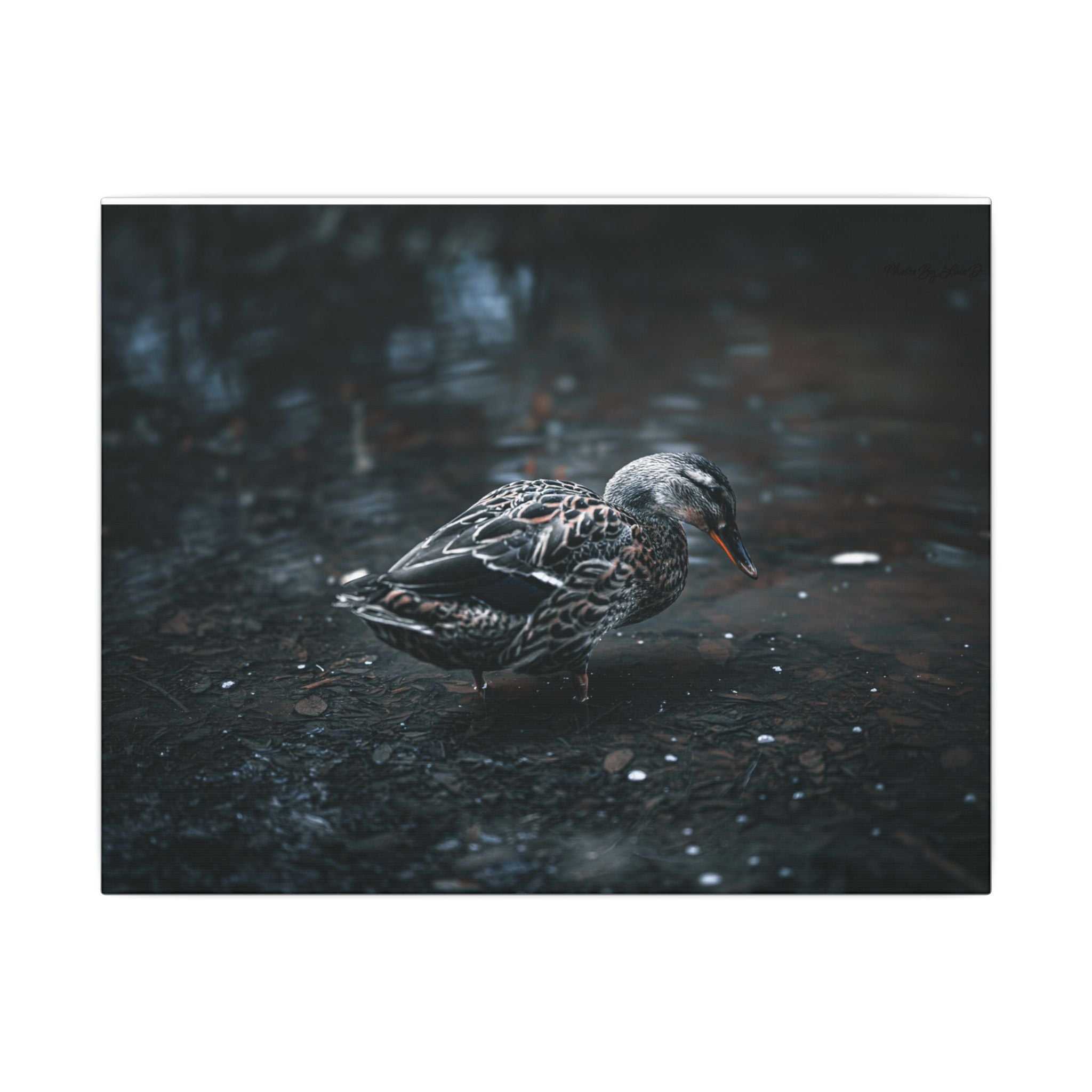 Matte Canvas Print - Moody Duck Photography Wall Art