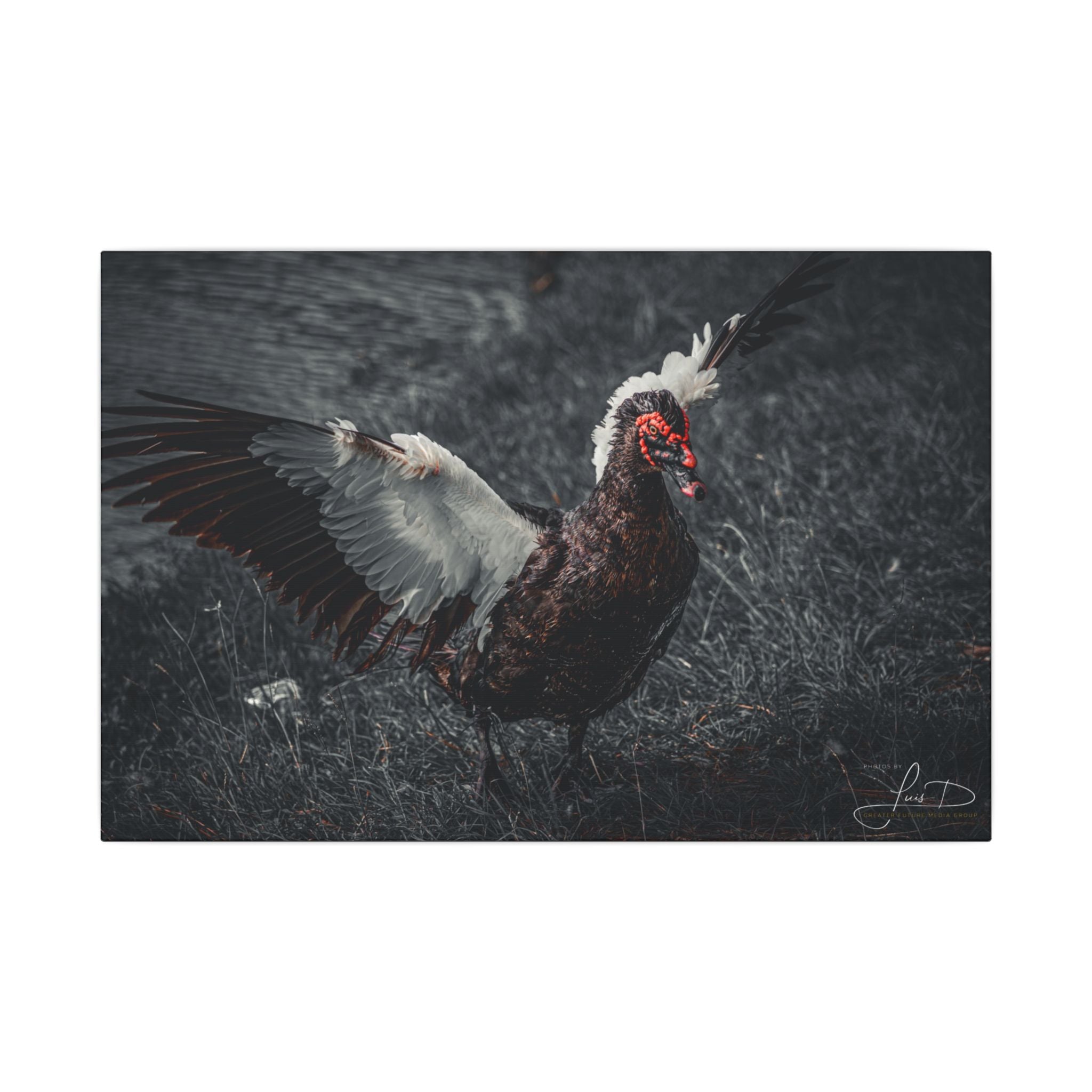 Dark Farmhouse Canvas Print — Moody Muscovy Duck Wall Art
