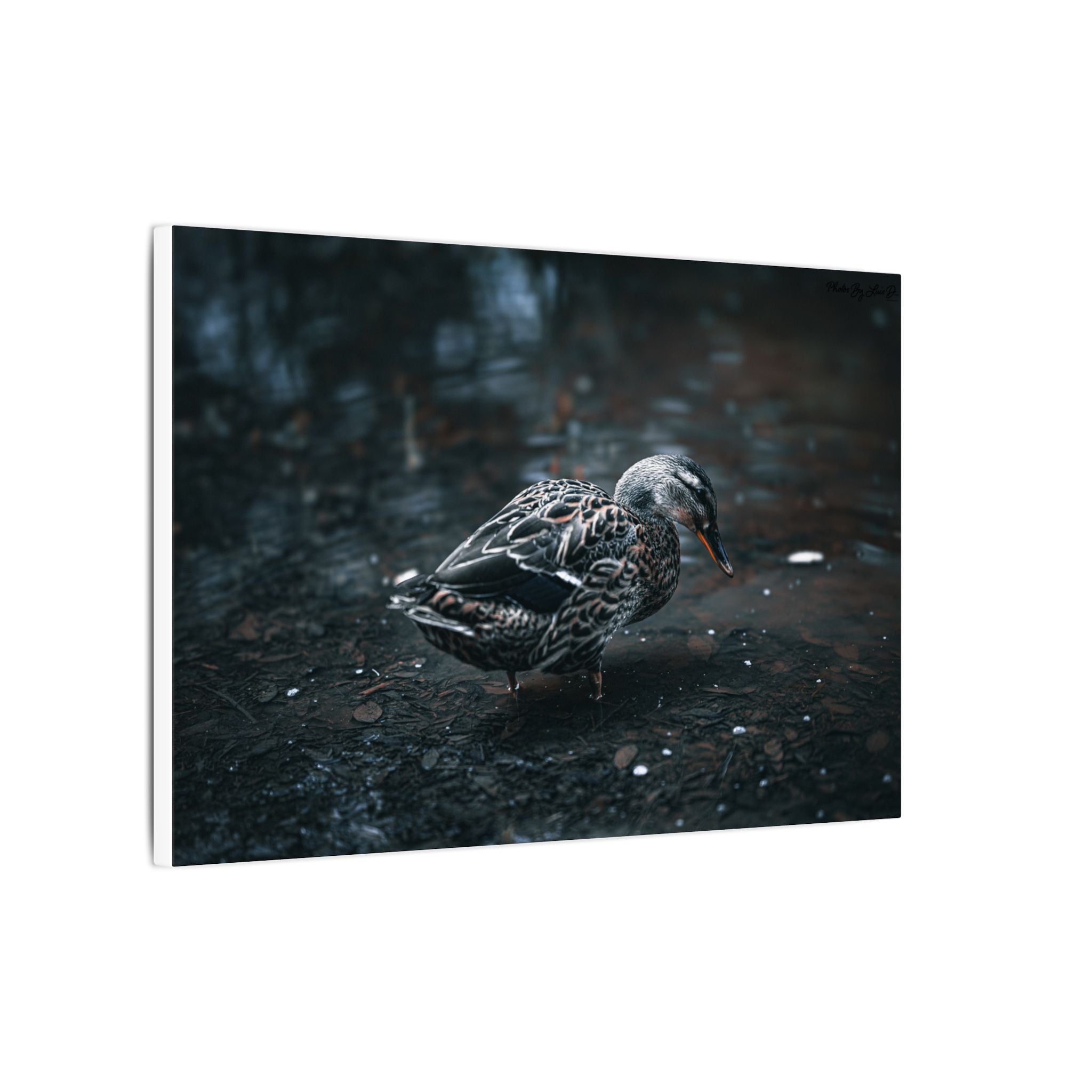 Matte Canvas Print - Moody Duck Photography Wall Art